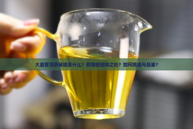 大益普洱茶秘境