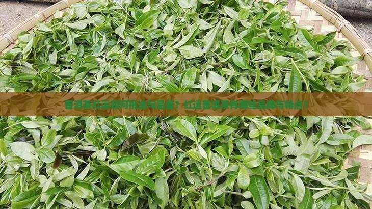 茶叶普洱茶红运