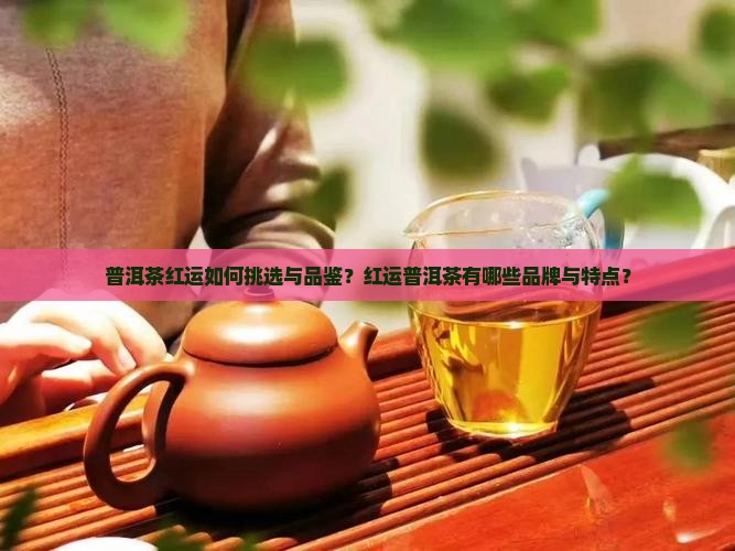 茶叶普洱茶红运