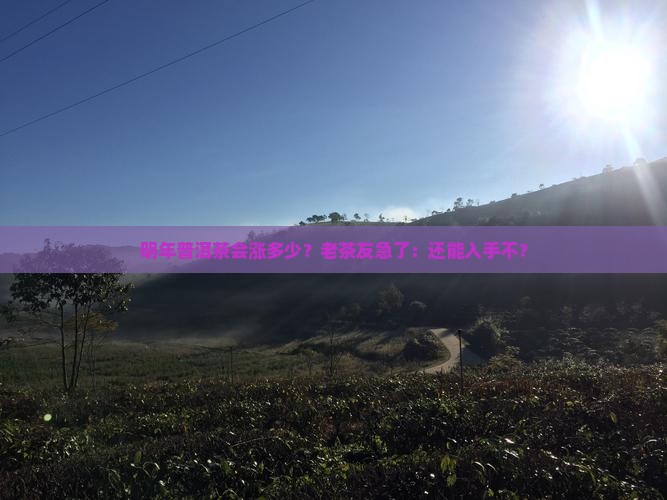 普洱茶明年会涨价吗