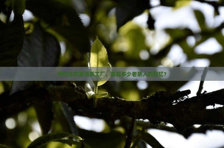 桥东普洱茶工厂
