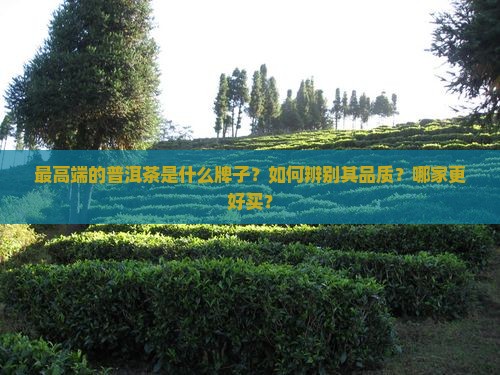 最高端的普洱茶是什么牌子 最高端的普洱茶是什么牌子