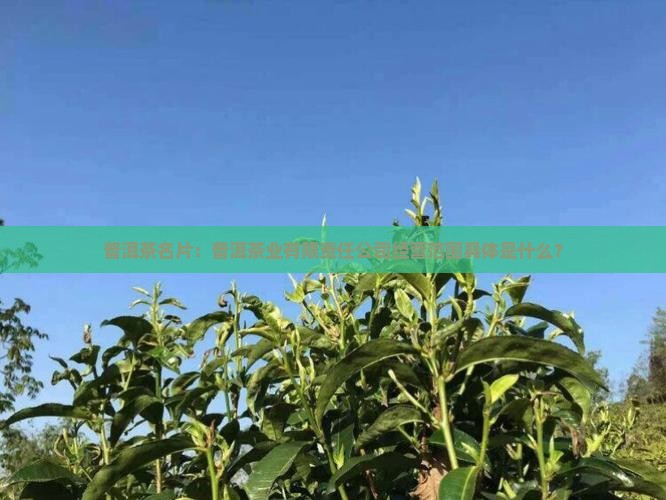 普洱茶名片经营范围是什么