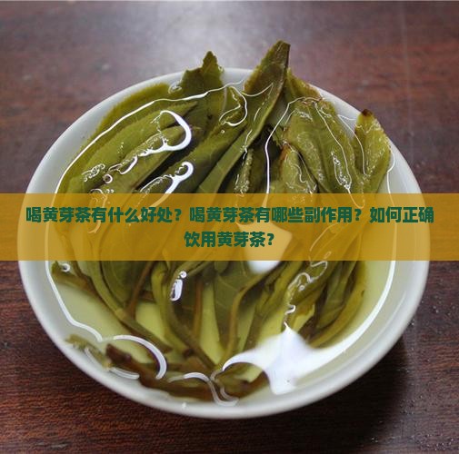 喝黄芽茶有什么好处和副作用
