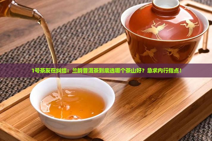 兰韵普洱茶哪个茶山