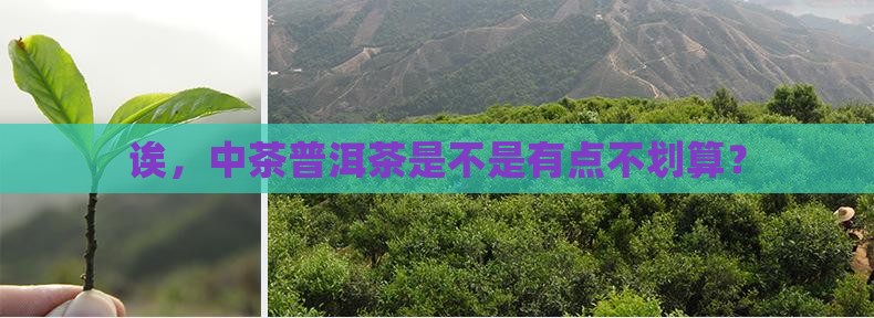 中茶普洱茶性价比低