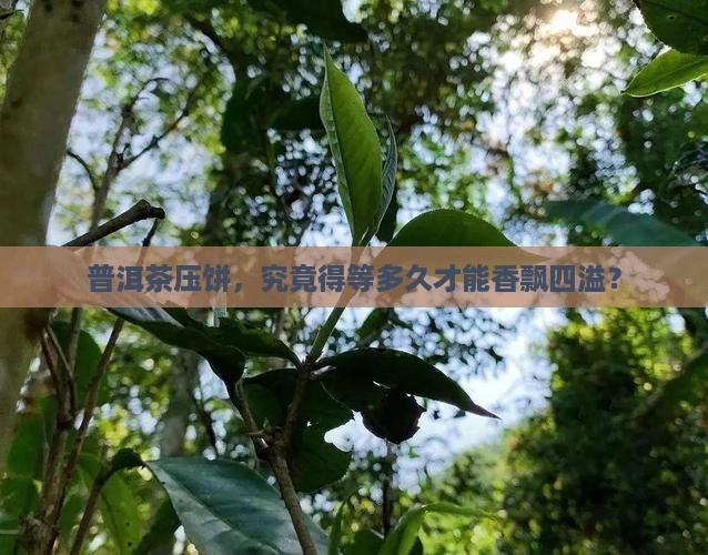 普洱茶多久压饼