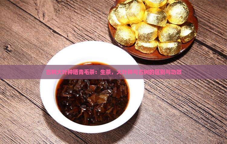 古树大叶种晒青毛茶