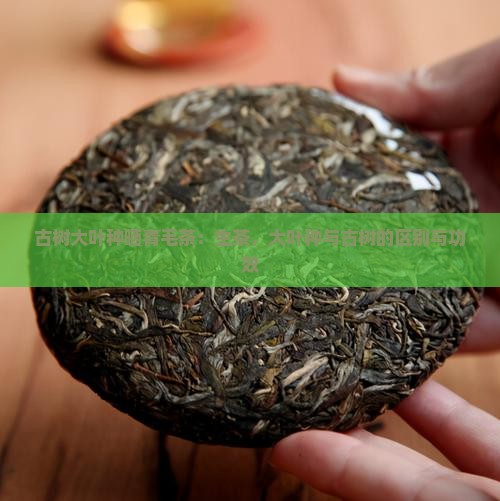 古树大叶种晒青毛茶