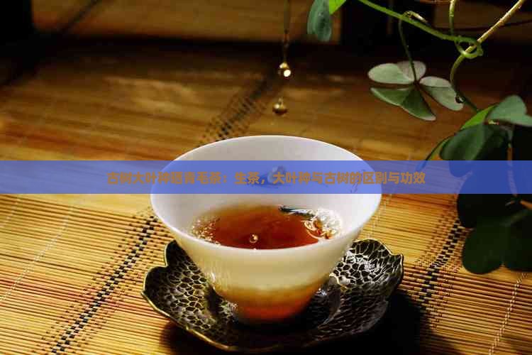 古树大叶种晒青毛茶