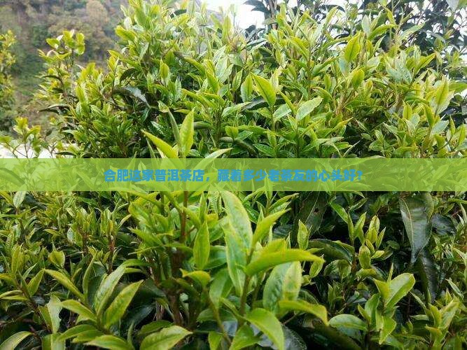 合肥普洱茶专卖