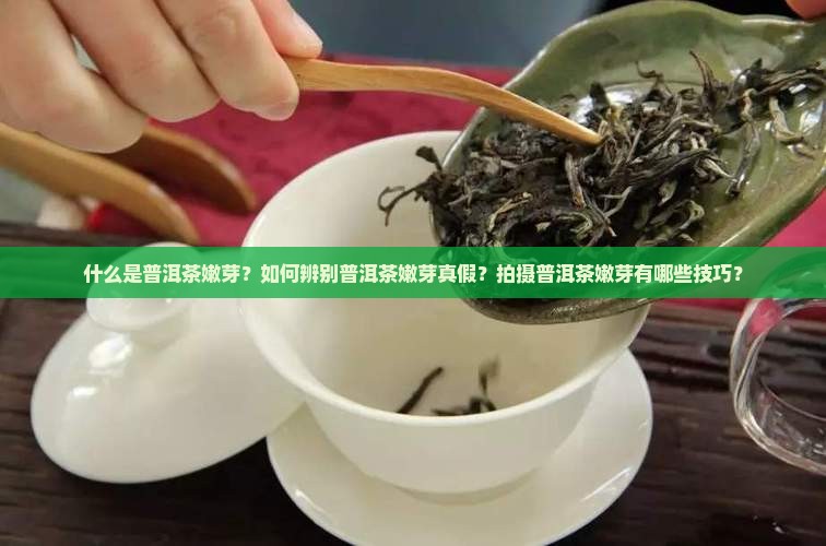普洱茶嫩芽照片