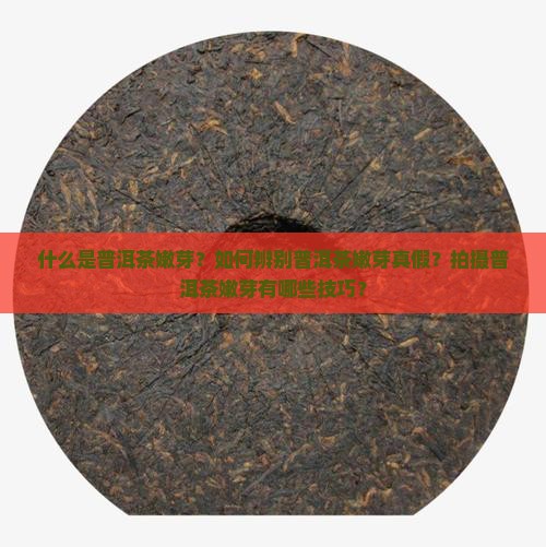 普洱茶嫩芽照片