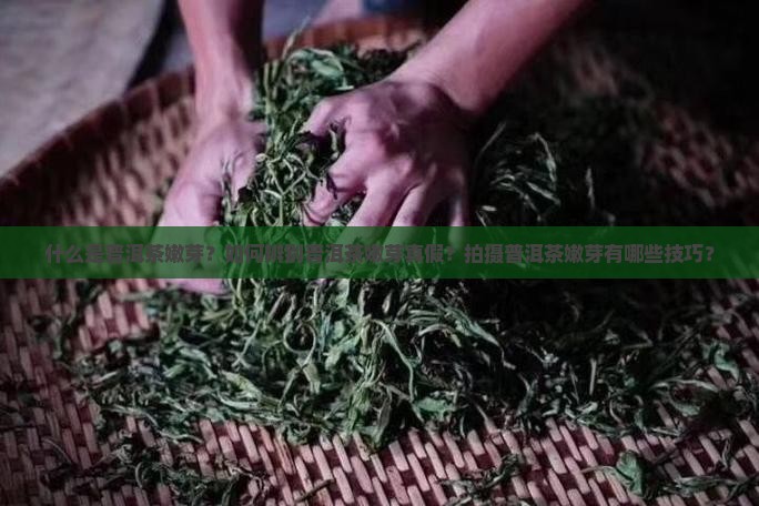 普洱茶嫩芽照片