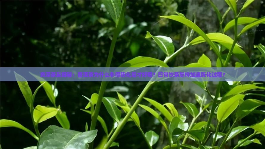 为什么普洱茶要陈化了才能喝