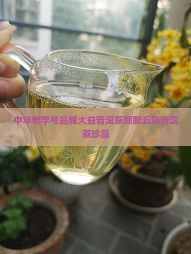 五级普洱茶大益普洱茶 五级普洱茶大益普洱茶