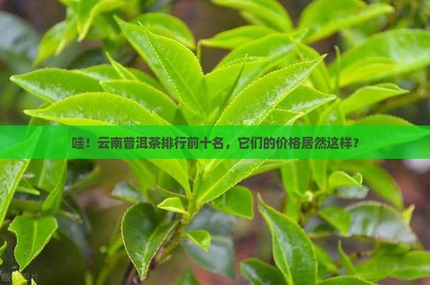 云南普洱茶排行榜前十名价格