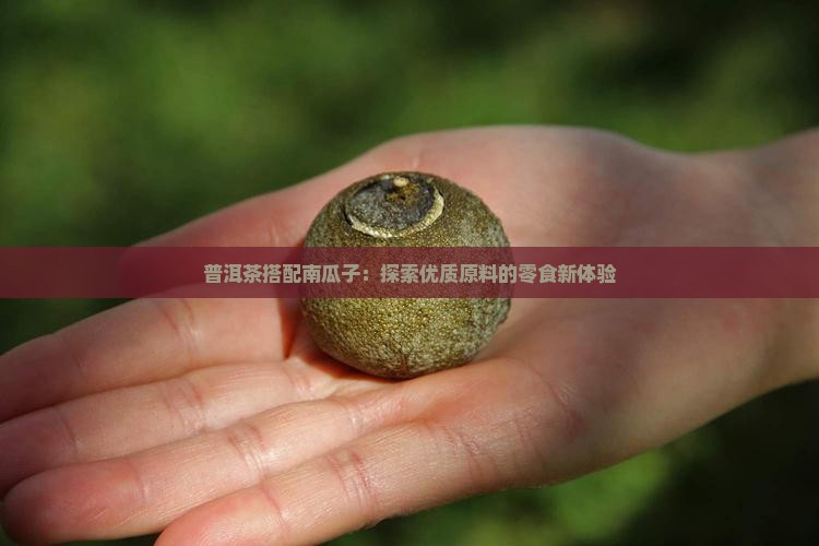 普洱茶与南瓜子 普洱茶与南瓜子