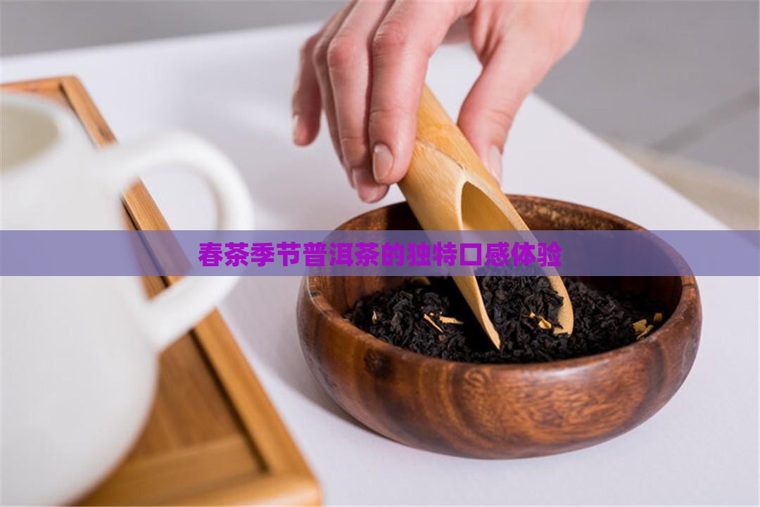 春季的普洱茶的口感