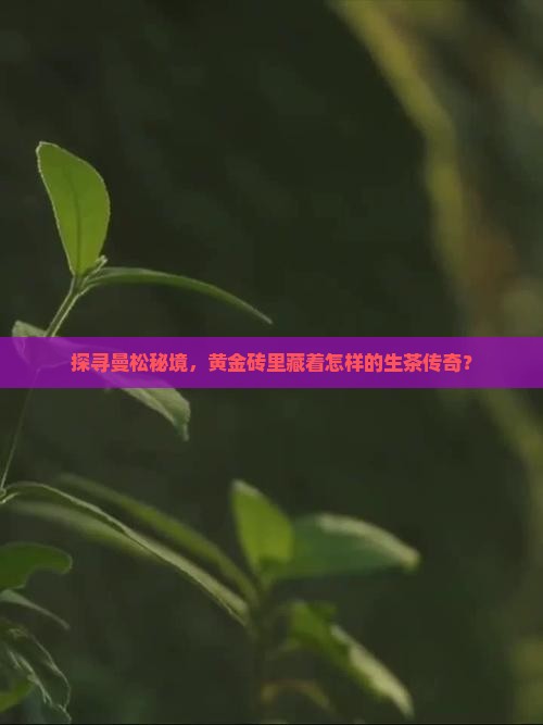 曼松黄金砖普洱生茶