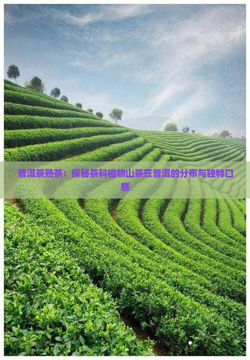 普洱茶熟茶口感介绍