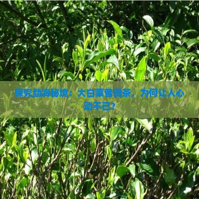 勐海大白菜普洱茶