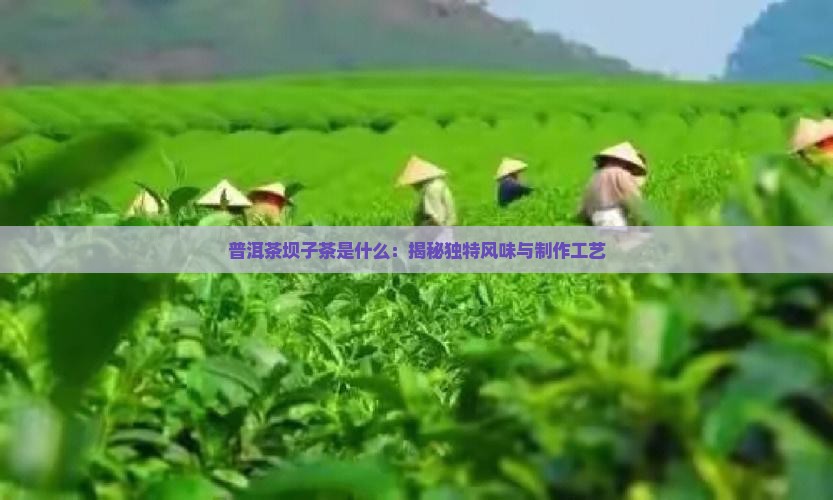 普洱茶坝子茶是什么
