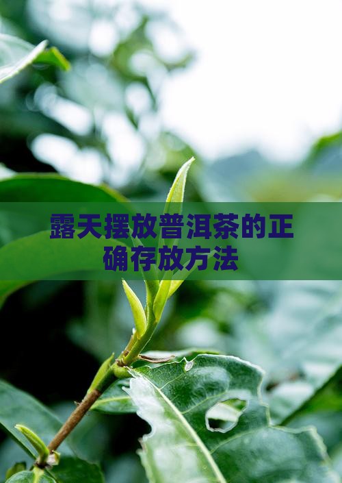 露天摆放普洱茶