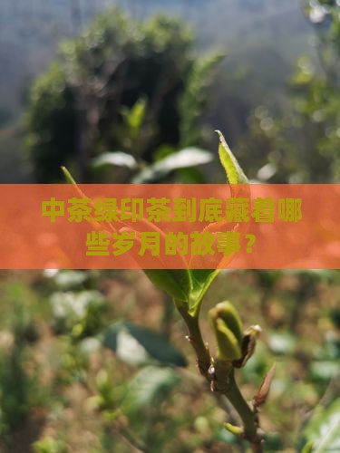 中茶绿印茶年份