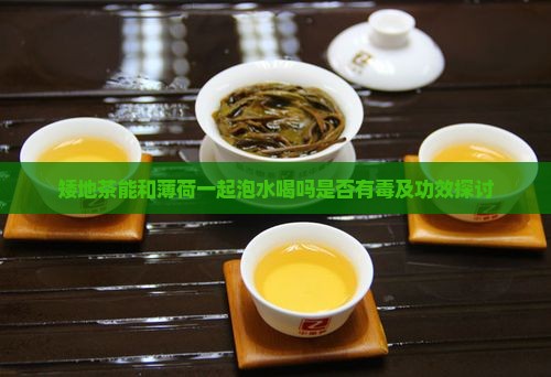 矮地茶能和薄荷一起泡水喝吗