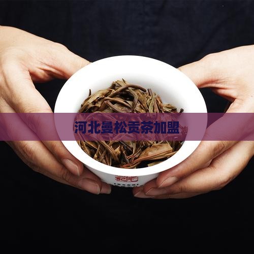 河北曼松茶加盟