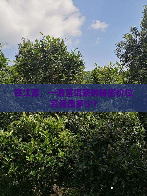 江苏普洱茶多少钱