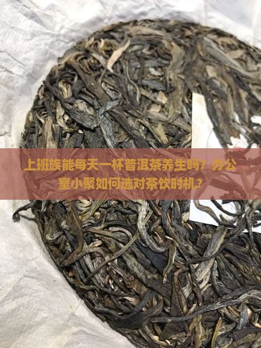 可以天天泡普洱茶喝吗