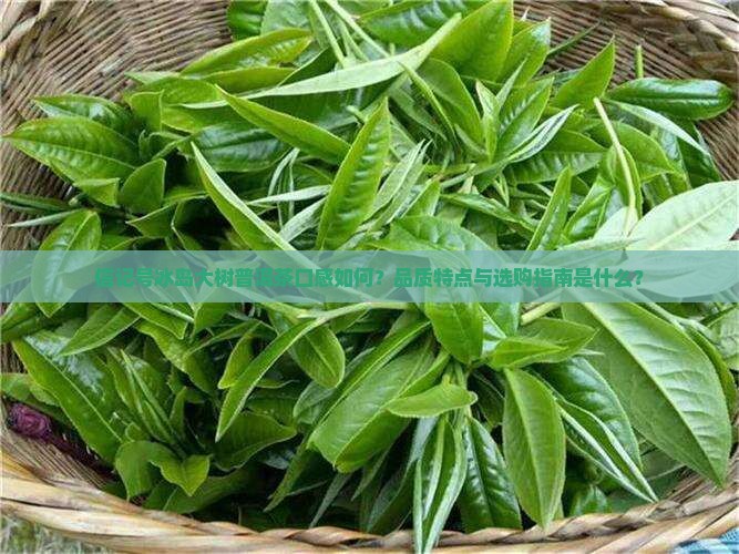 信记号冰岛大树普洱茶