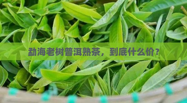 勐海老树茶普洱熟茶多少钱