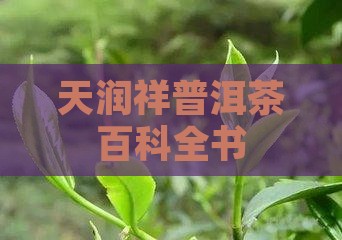 天润祥普洱茶百科
