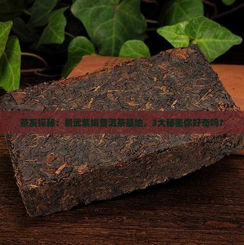 易武紫娟普洱茶基地
