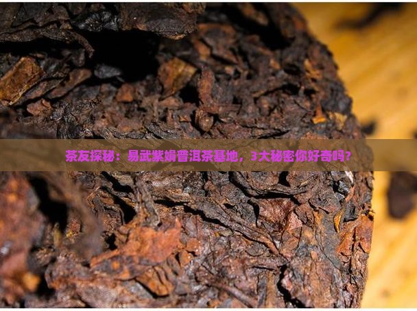 易武紫娟普洱茶基地