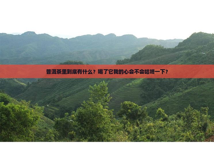 普洱茶有些什么成分组成
