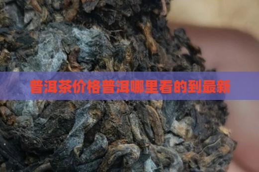 普洱茶价格哪里看的到