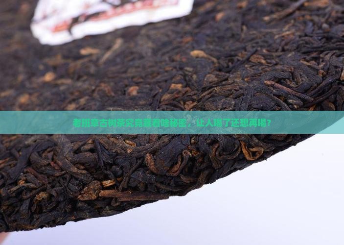 为什么老班章古树茶好
