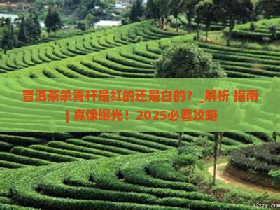 普洱茶杀青杆是红的还是白的 普洱茶杀青杆是红的还是白的