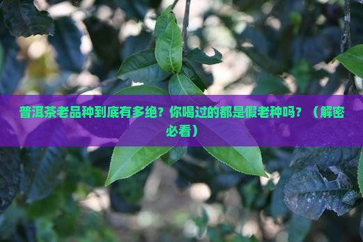 普洱茶原生老品种