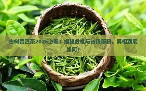 古树普洱茶有危机吗