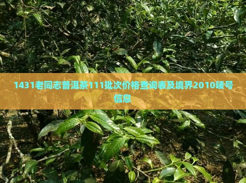 1431老同志普洱茶