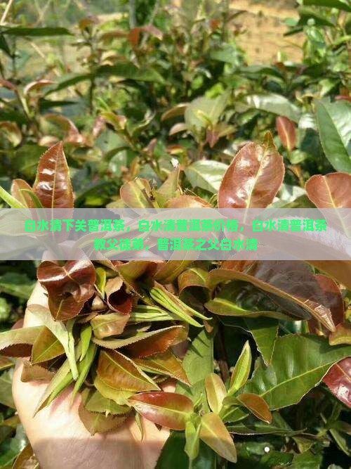 白水清下关普洱茶