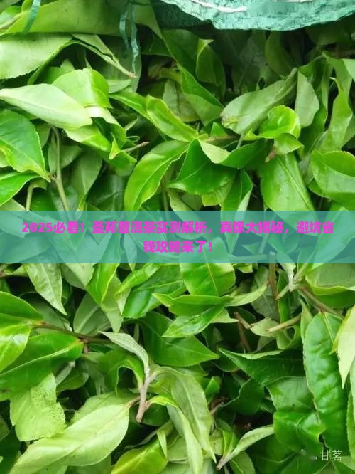 圣邦普洱茶怎么样