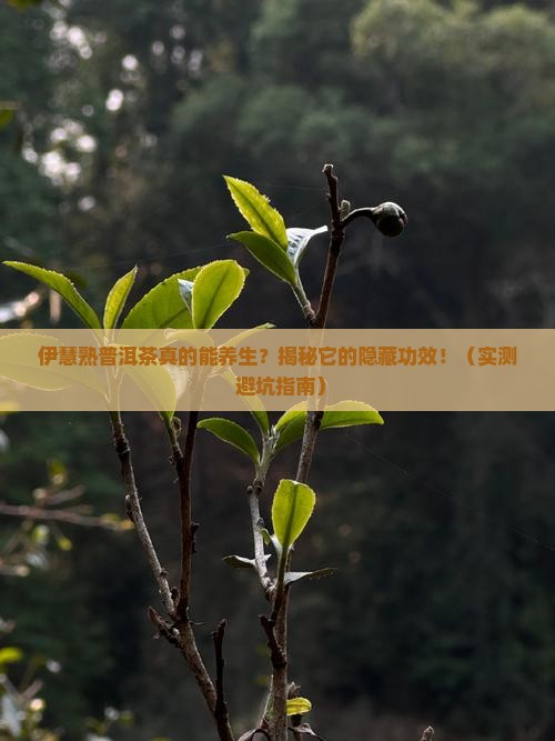 伊慧熟普洱茶的功效