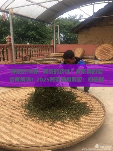 肾茶的作用肾茶的药性