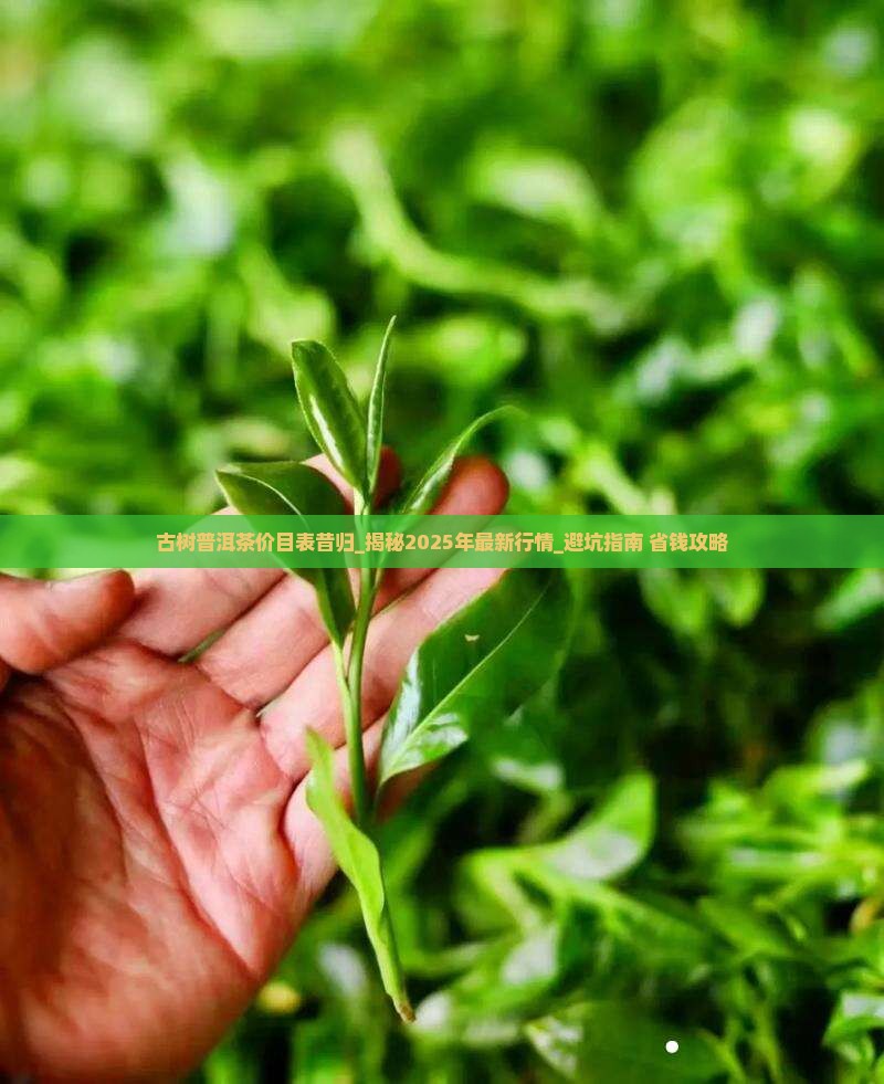 古树普洱茶价目表昔归